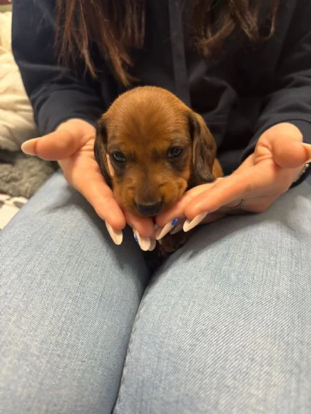 Cuccioli di bassotto 