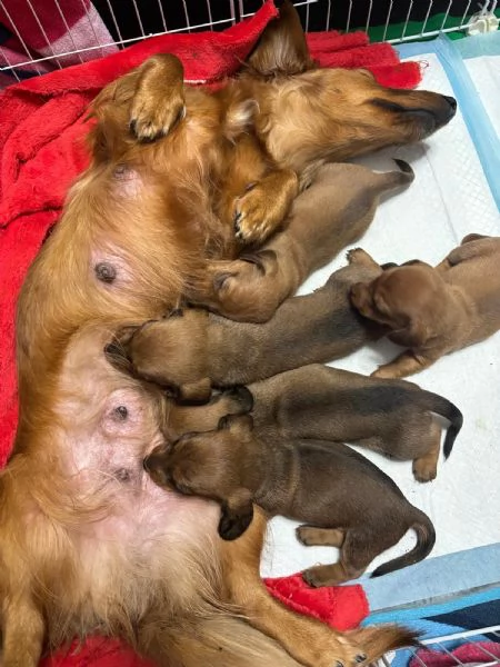 Cuccioli di bassotto  | Foto 1