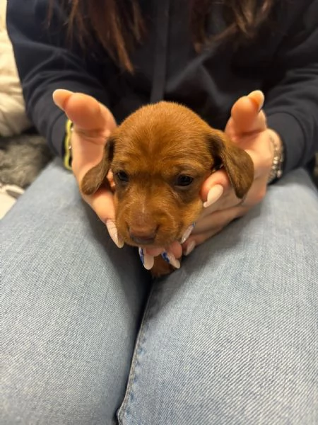 Cuccioli di bassotto  | Foto 0