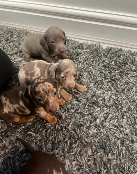 Bassotto Kaninchen Arlecchino | Foto 3