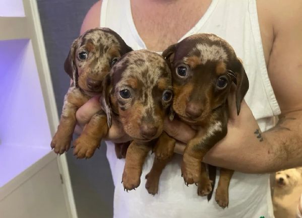 Bassotto Kaninchen Arlecchino