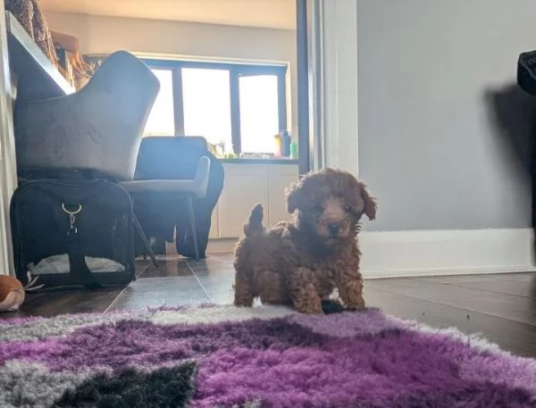 Abbiamo disponibili adorabili cuccioli di barboncino rossi e albicocca | Foto 2