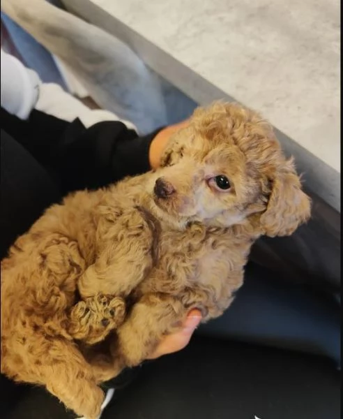 Abbiamo disponibili adorabili cuccioli di barboncino rossi e albicocca | Foto 1