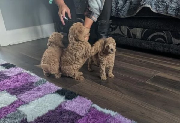 Abbiamo disponibili adorabili cuccioli di barboncino rossi e albicocca