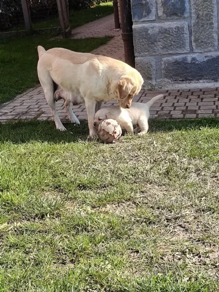 Labrador retriever  | Foto 4