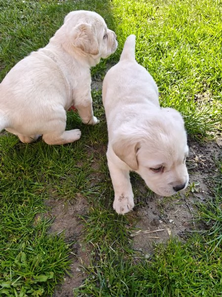 Labrador retriever  | Foto 3
