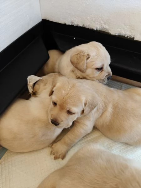 Labrador retriever  | Foto 2