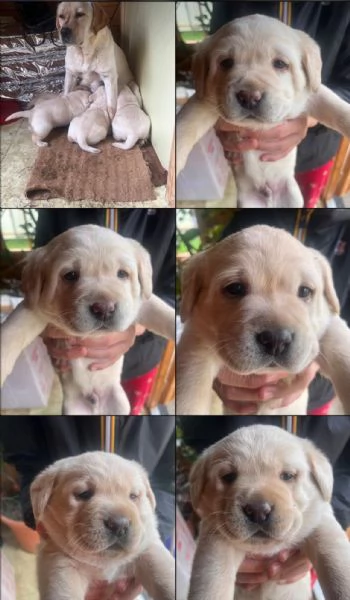 Labrador retriever  | Foto 1
