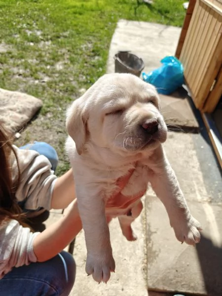 Labrador retriever  | Foto 0