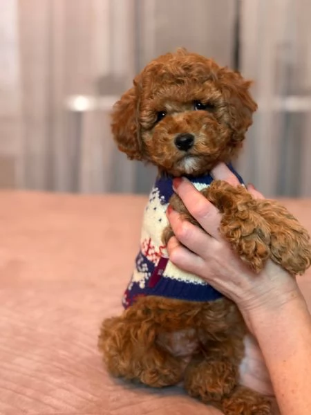 Toy poodle puppies 