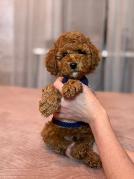 Toy poodle puppies  | Foto 3