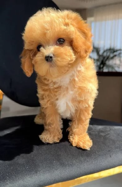 Toy poodle puppies  | Foto 1