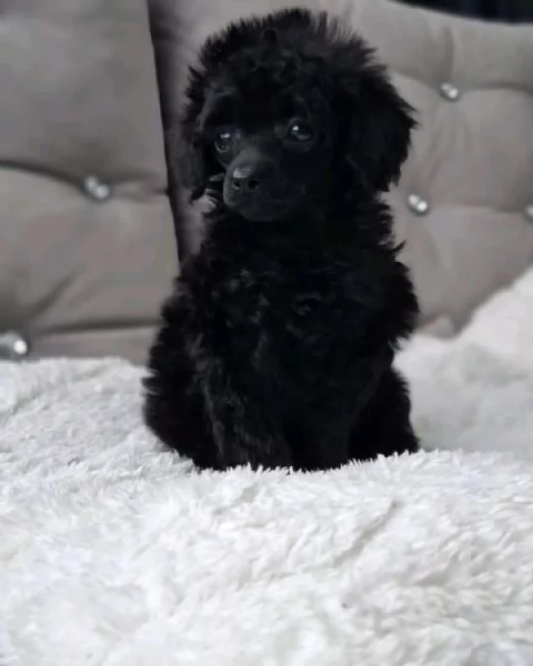 Toy poodle puppies | Foto 0