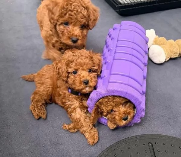 Toy poodle puppies 