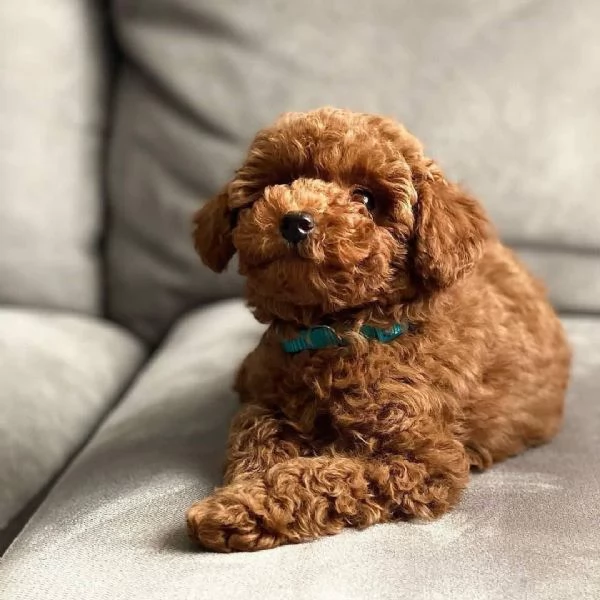 Toy poodle puppies | Foto 1