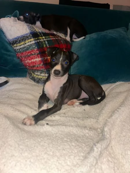 Italian Greyhound  | Foto 3