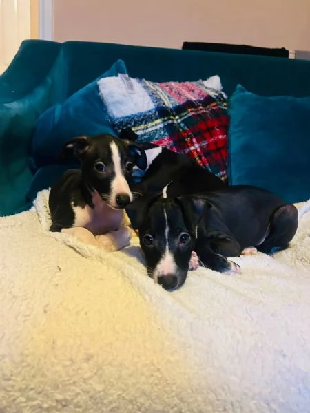 Italian Greyhound  | Foto 2