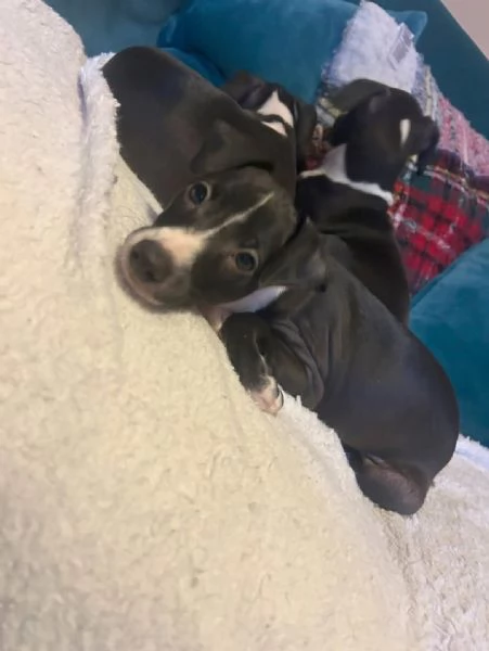 Italian Greyhound  | Foto 0