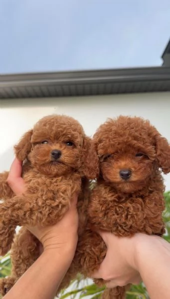 Toy poodle puppies