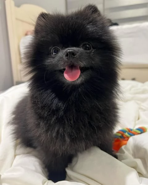 Maschietto Nero Pomerania