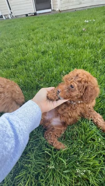 Toy poodle puppies