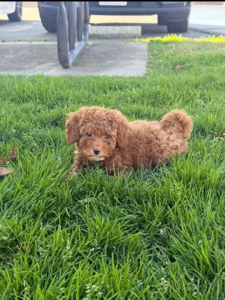 Toy poodle puppies | Foto 1