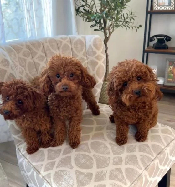 Toy poodle puppies
