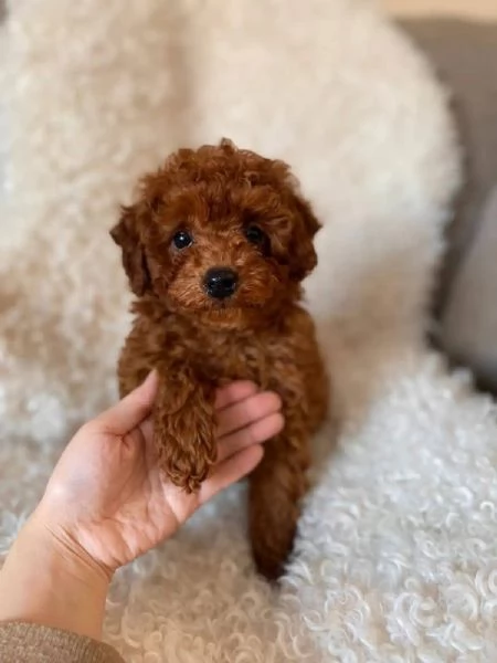 Toy poodle puppies