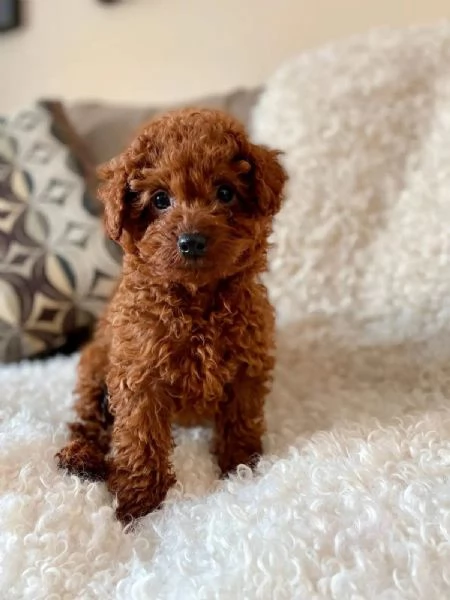 Toy poodle puppies | Foto 2