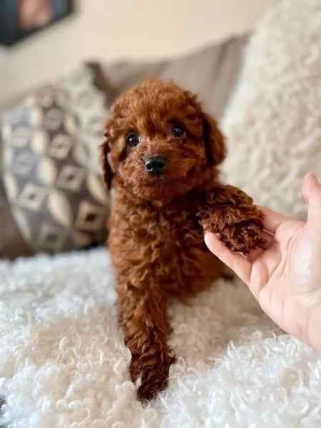 Toy poodle puppies | Foto 1