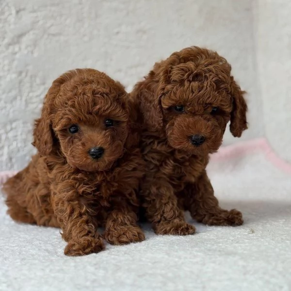 Toy poodle puppies | Foto 0