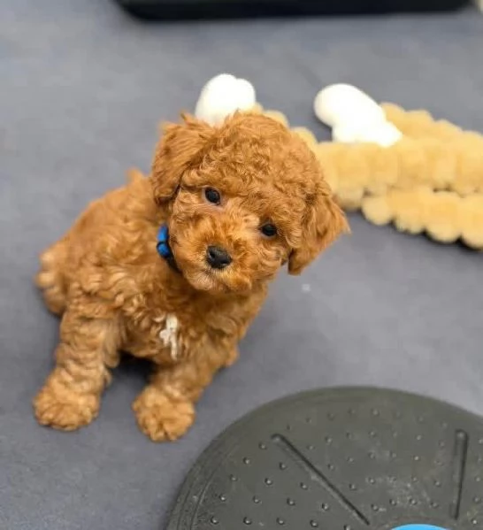 Toy poodle puppies | Foto 1