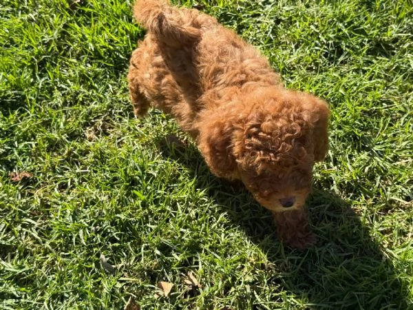 Toy poodle puppies | Foto 0