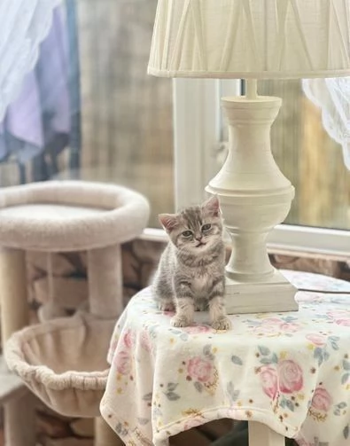 Splendidi gattini British Shorthair 