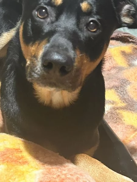 A malincuore Urgente Regalo Cucciolone