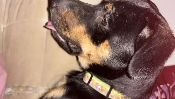 A malincuore Urgente Regalo Cucciolone | Foto 1