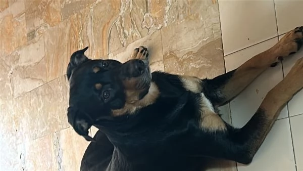 A malincuore Urgente Regalo Cucciolone | Foto 0