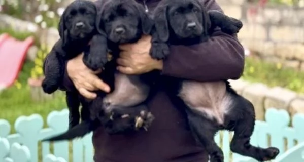 Cuccioli di Labrador Retriever 