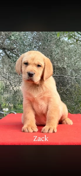 Cuccioli di Labrador Retriever  | Foto 4