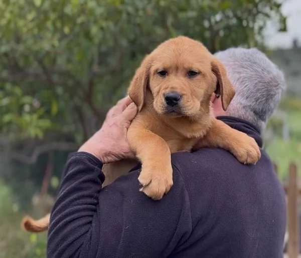 Cuccioli di Labrador Retriever  | Foto 3
