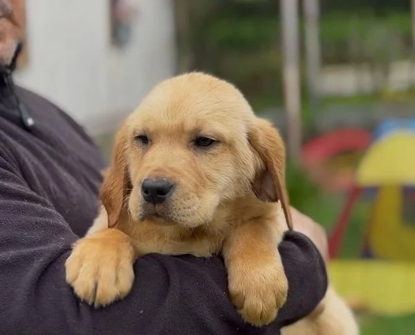 Cuccioli di Labrador Retriever  | Foto 2