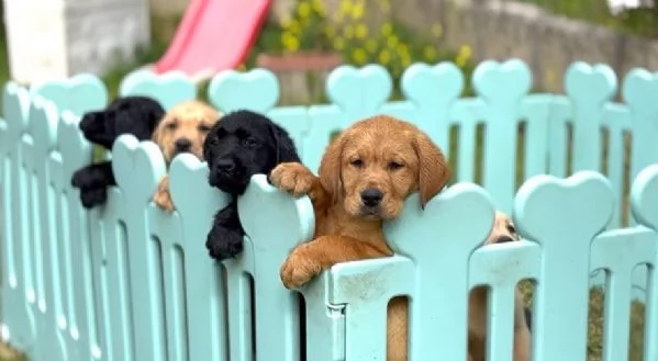 Cuccioli di Labrador Retriever  | Foto 1