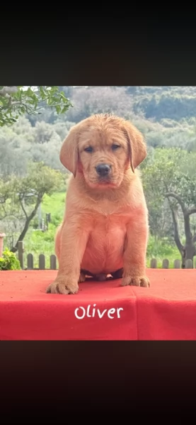 Cuccioli di Labrador Retriever  | Foto 0