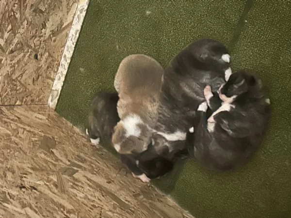 Cuccioli di Akita inu 