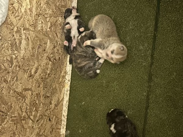 Cuccioli di Akita inu  | Foto 2