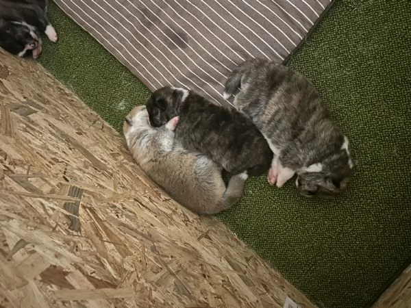 Cuccioli di Akita inu  | Foto 1