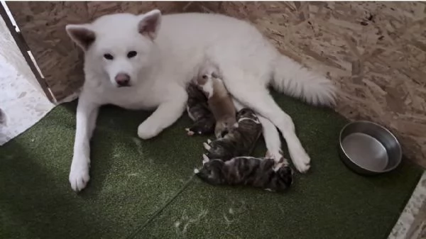 Cuccioli di Akita inu  | Foto 0