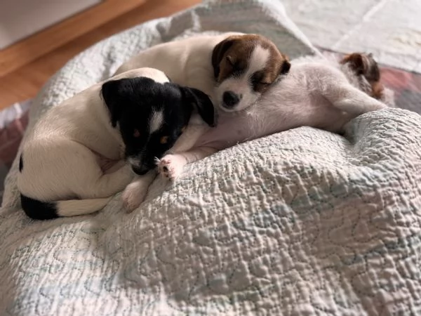 CUCCIOLI DI JACK RUSSEL  | Foto 5