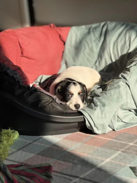CUCCIOLI DI JACK RUSSEL  | Foto 3