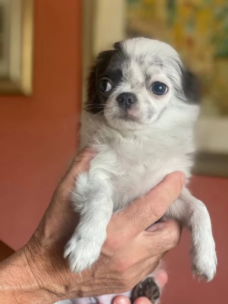 Chihuahua pelo lungo | Foto 2